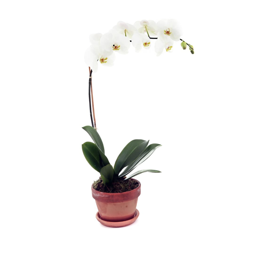 Orchid Plant- Small