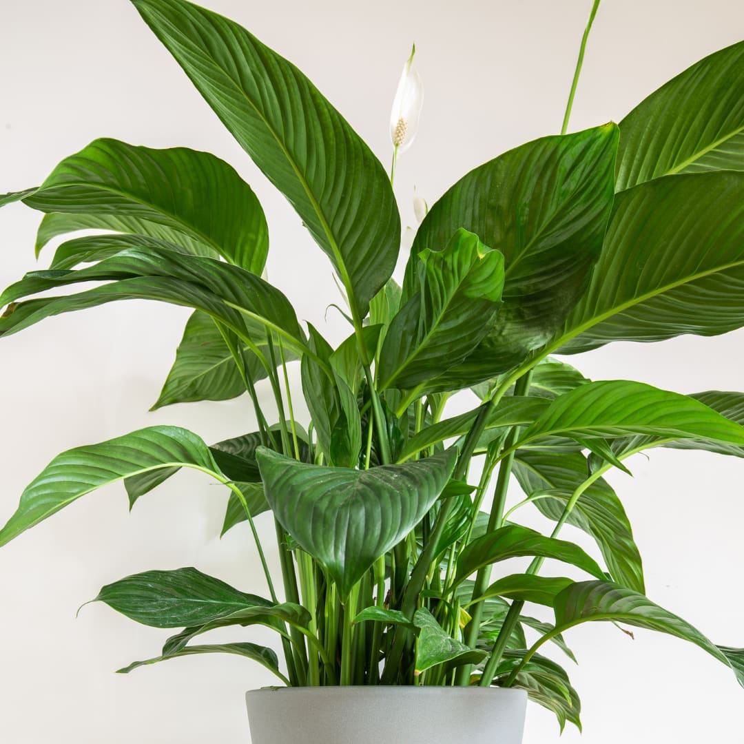 10 Inch Potted Plant