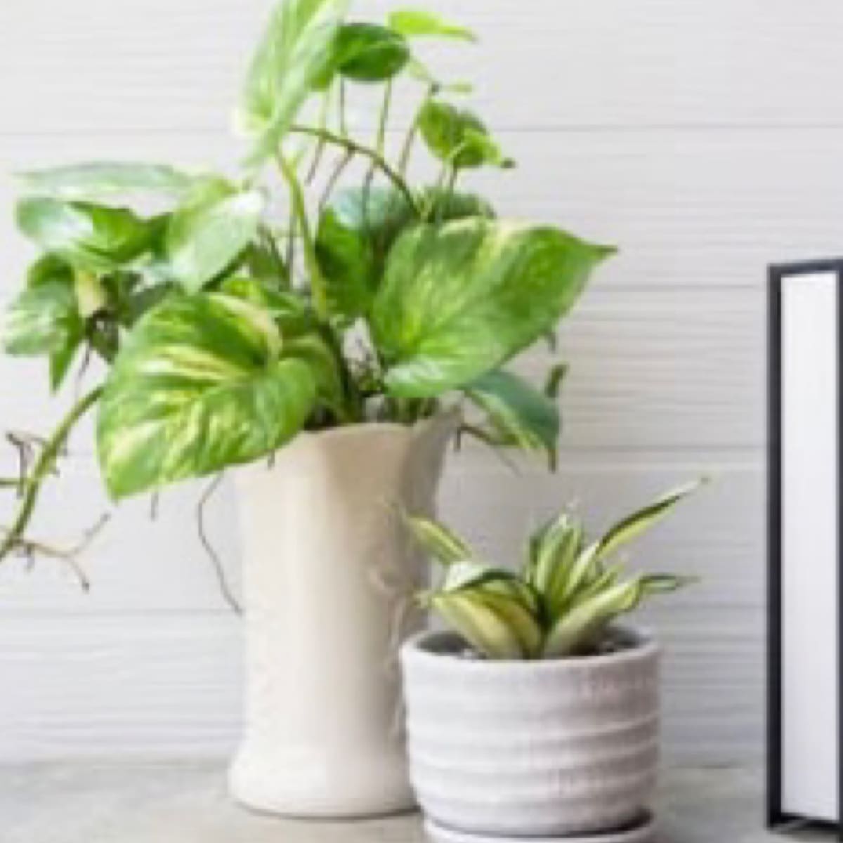 Petite Sympathy Plant