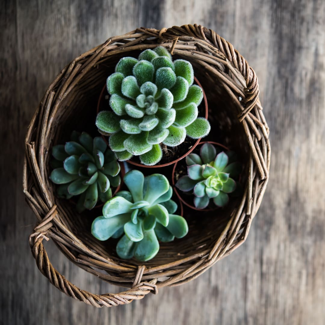 Succulent Plant- Petite 6”