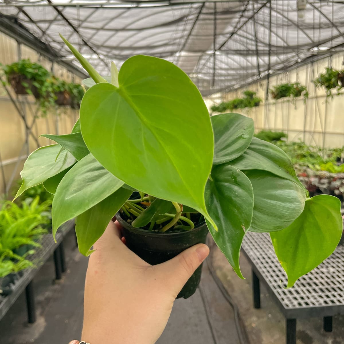 Trailing Houseplant - 4" Live Plant in Ceramic Vessel