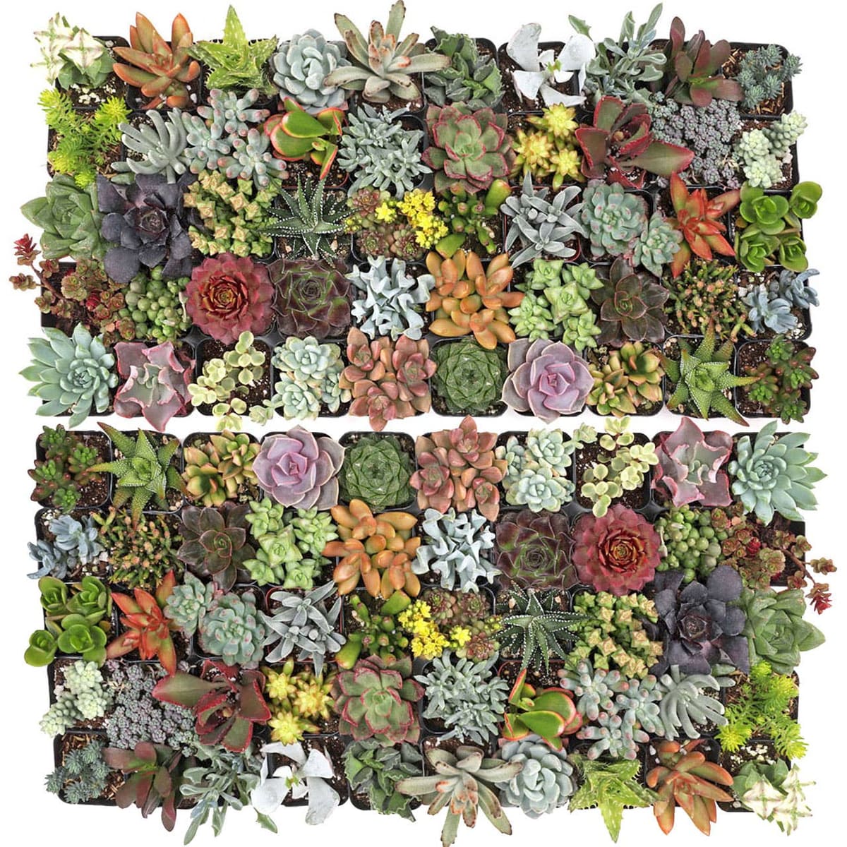 Variety Succulents 4" Pot