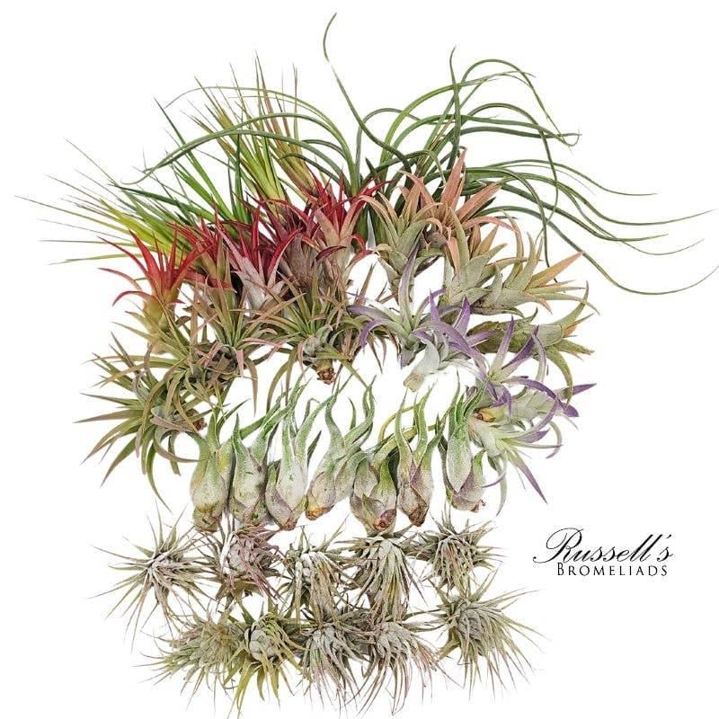 Medium Air Plant Assortment